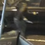 Woman held at knifepoint in shocking early morning Melbourne carjacking