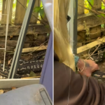 Snake catcher’s heartbreak after python eats beloved family pet