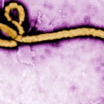 WHO declares global health emergency over outbreak in Congo and Uganda