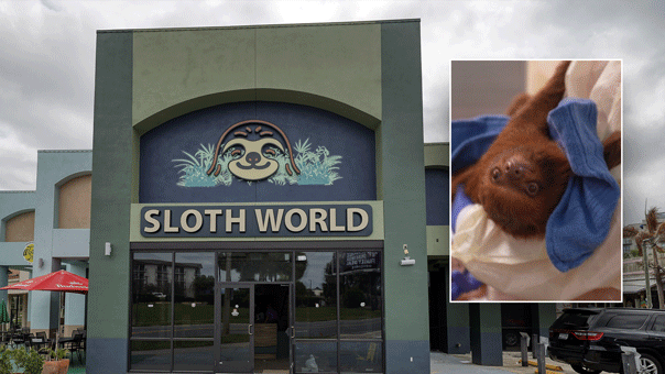 Florida bans sloth imports after dozens die of animals at Sloth World facility