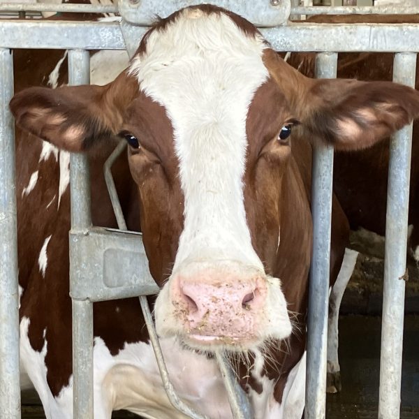 MAHA’s Meat-Loving Industrial Farming Hypocrisy