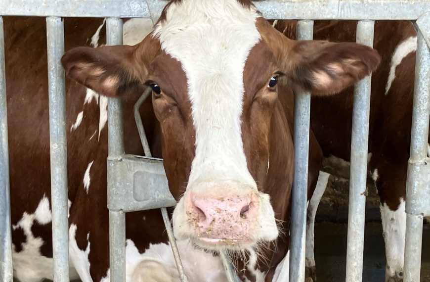 MAHA’s Meat-Loving Industrial Farming Hypocrisy