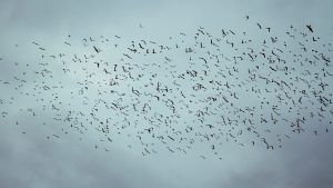 Social Constructs and Spontaneous Order