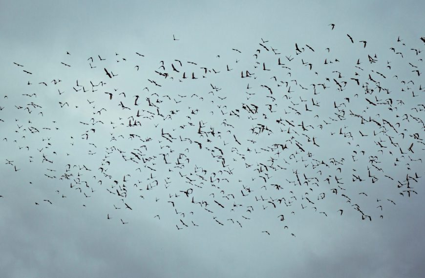 Social Constructs and Spontaneous Order
