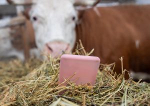 Can a Phone Be a Cow? (with Philip&hellip;