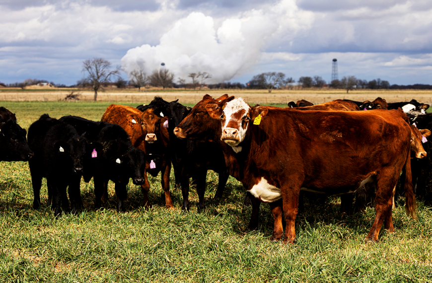 US beef prices may not drop until 2029…