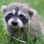 Links 8/29/2026 | naked capitalism