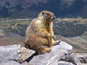 Links 8/27/2024 | naked capitalism