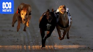 Charter flights to bring about 150 greyhounds to&hellip;
