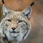 Links 9/7/2026 | naked capitalism