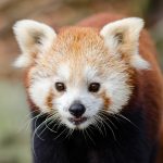 Links 9/6/2026 | naked capitalism