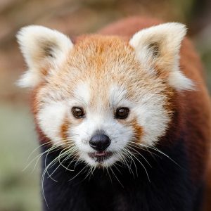 Links 9/6/2026 | naked capitalism