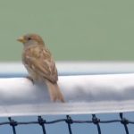 Birds cause a flutter of discontent for Medvedev at US Open