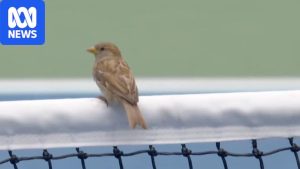 Birds cause a flutter of discontent for Medvedev&hellip;