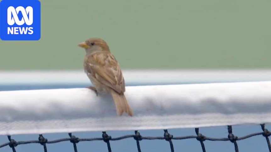 Birds cause a flutter of discontent for Medvedev at US Open