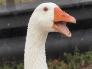 sage advice from animals – FIT IS A&hellip;