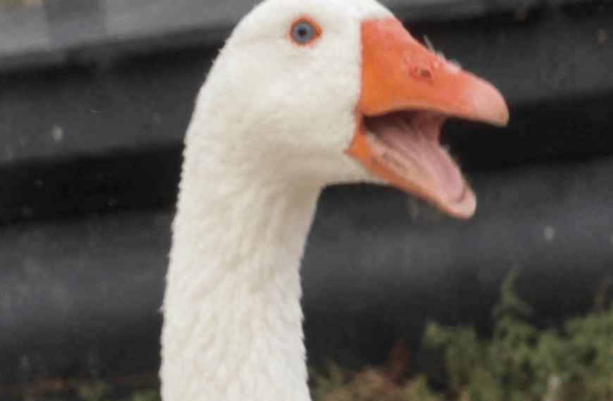 sage advice from animals – FIT IS A FEMINIST ISSUE