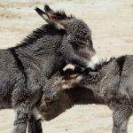 Links 9/12/2026 | naked capitalism