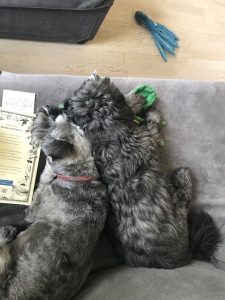 Let Sleeping Dogs Lie (next to me) –&hellip;
