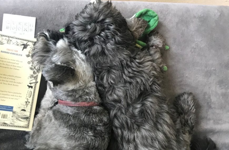 Let Sleeping Dogs Lie (next to me) – FIT IS A FEMINIST ISSUE